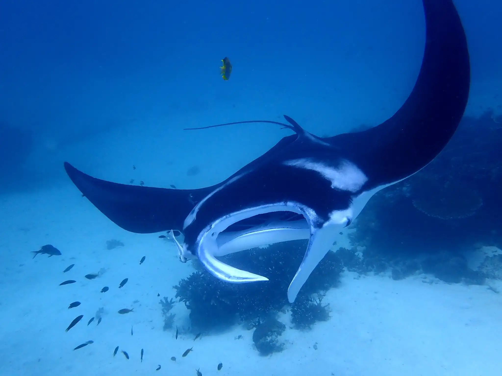 Liveaboard guests and reef day
