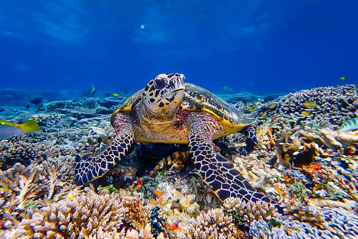 What to Pack for a Raja Ampat Liveaboard (Snorkelers & Casual Divers)